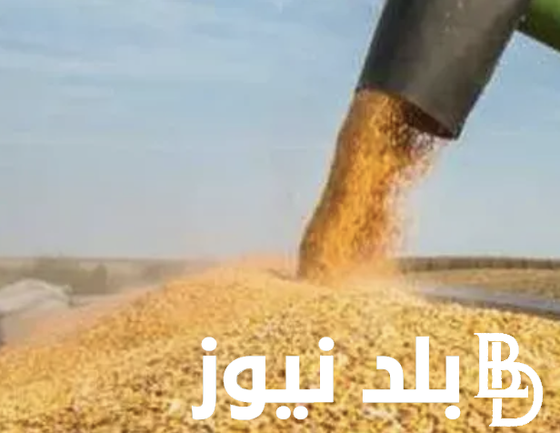 ‎سعر طن الذرة الصفراء اليوم الثلاثاء ٢٧ فبراير ٢٠٢٤ واسعار الاعلاف في الأسواق المصرية